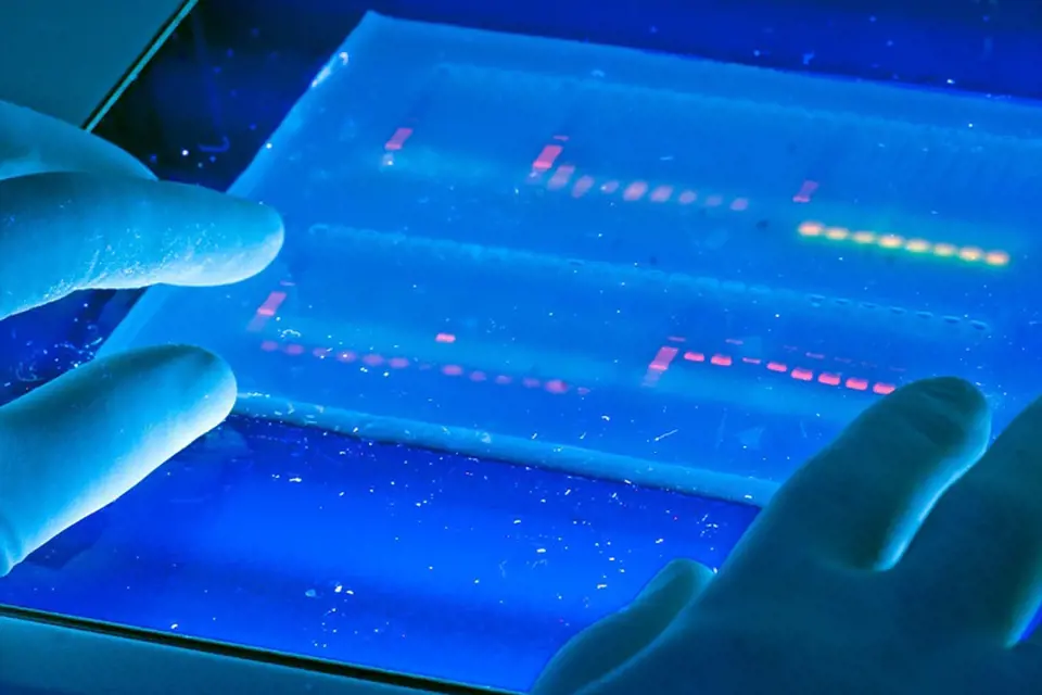 Moderní genetická analýza je založená na analýze genetického materiálu v podobě DNA