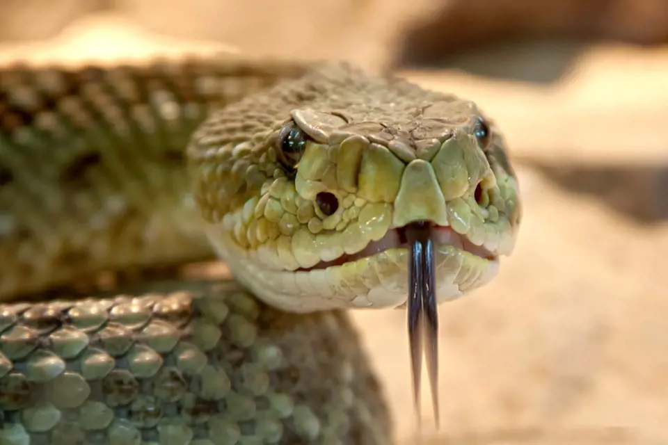Hadi byli nejen zbraní biologickou, ale také psychologickou