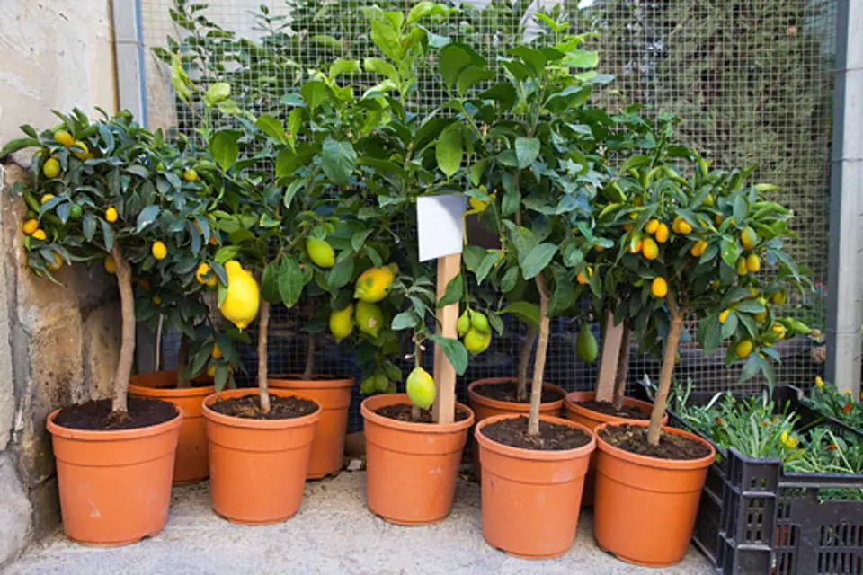zazimování citrusů