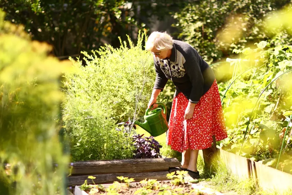 Tradiční součástí babičkovských zahrad jsou bylinkové záhony.