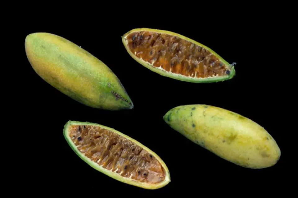 Plod mučenky banánové (Passiflora mollissima).