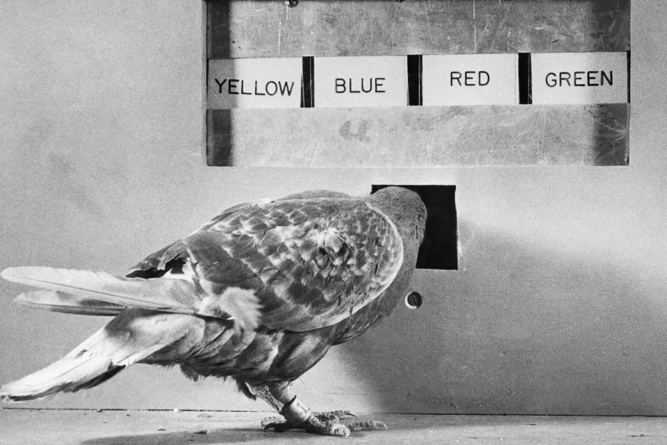 V průběhu první světové se holubi prokázali být zdatnými poštovními kurýry