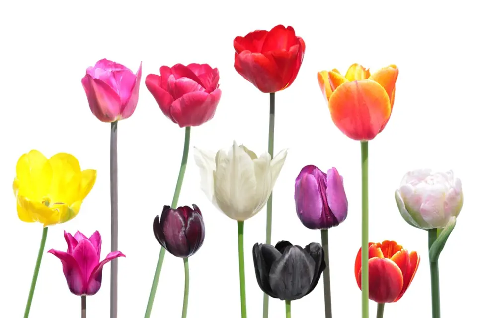 Nabídka barev tulipánů i tvarů jejich květů je veliká.