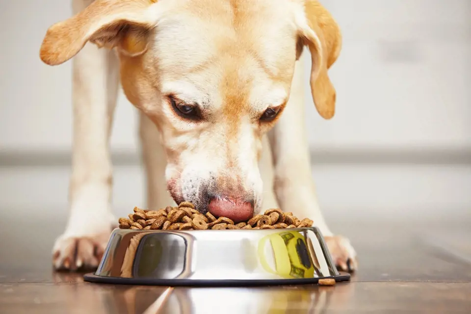 Pokud krmíte psa granulemi, jako prevence torze žaludku jsou nejlepší granule lisované za studena, které v psím žaludku nebudou bobtnat.