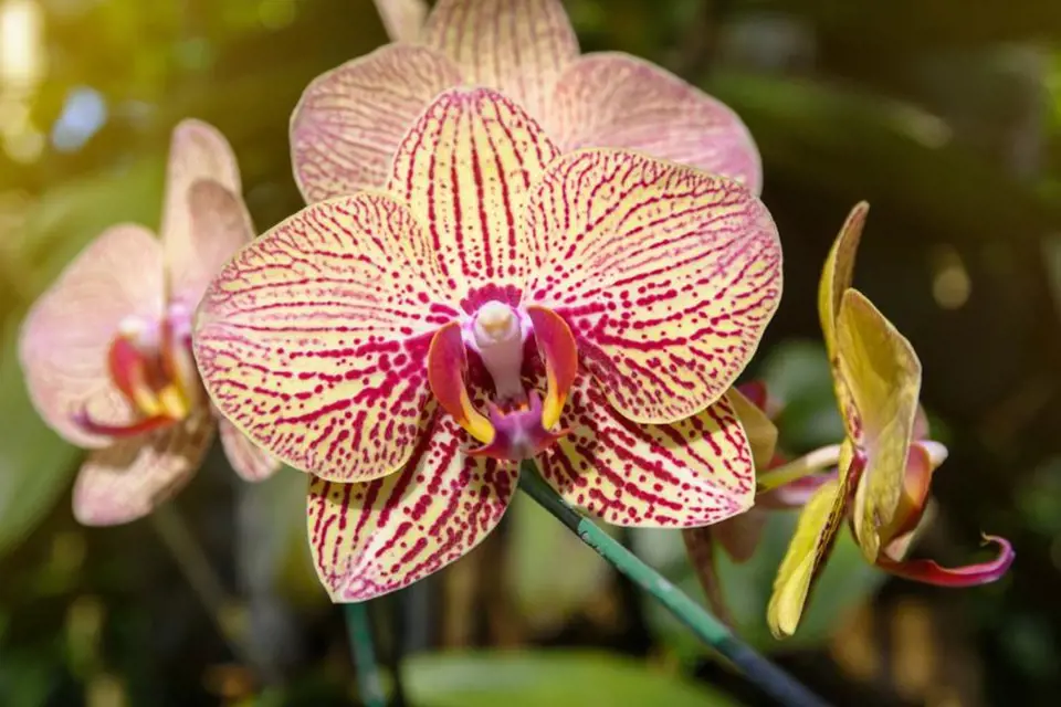 Orchidej je choulostivá květinka, potřebuje hodně tepla