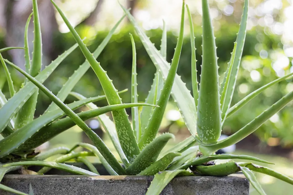 Aloe vera je rovněž spolehlivě rostoucí pokojovou rostlinou, kterou si může doma pěstovat každý.