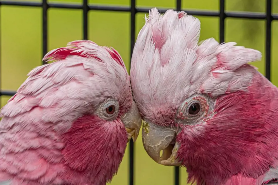 Kakadu růžový, stejně jako ostatní papoušci, žije v párech a nešetří důvěrnostmi. O samotě by strádal