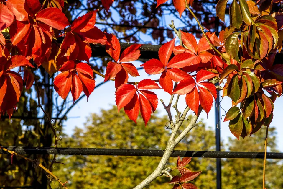 Parthenocissus quinquefolia dodá zahradě na podzim ohnivé zbarvení 