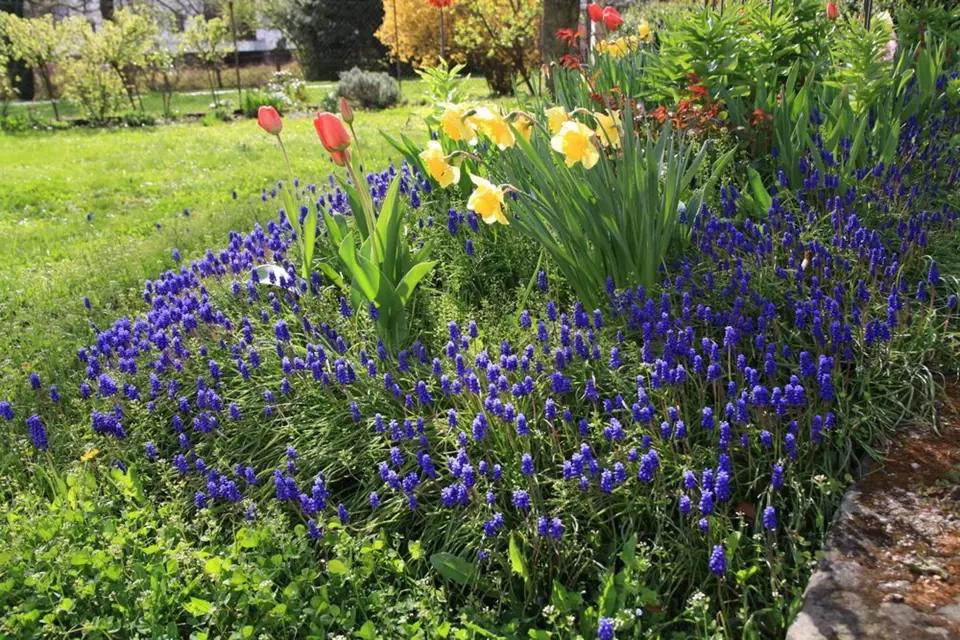 Narcisy, tulipány a modřence společně zdobí jarní zahradu