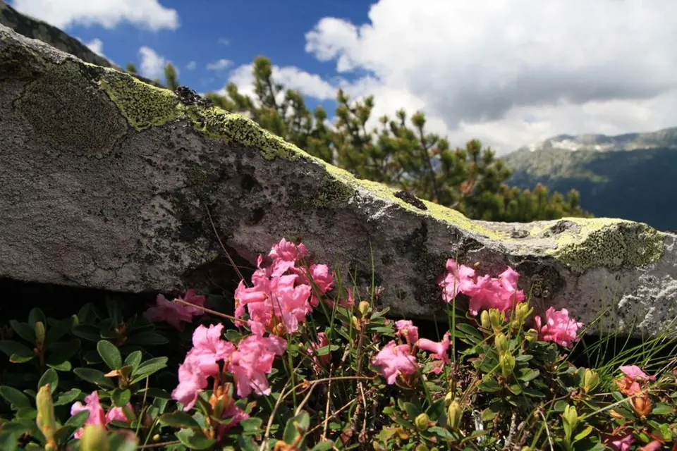 Rhododendron ferrugineum zvaný alpská růže