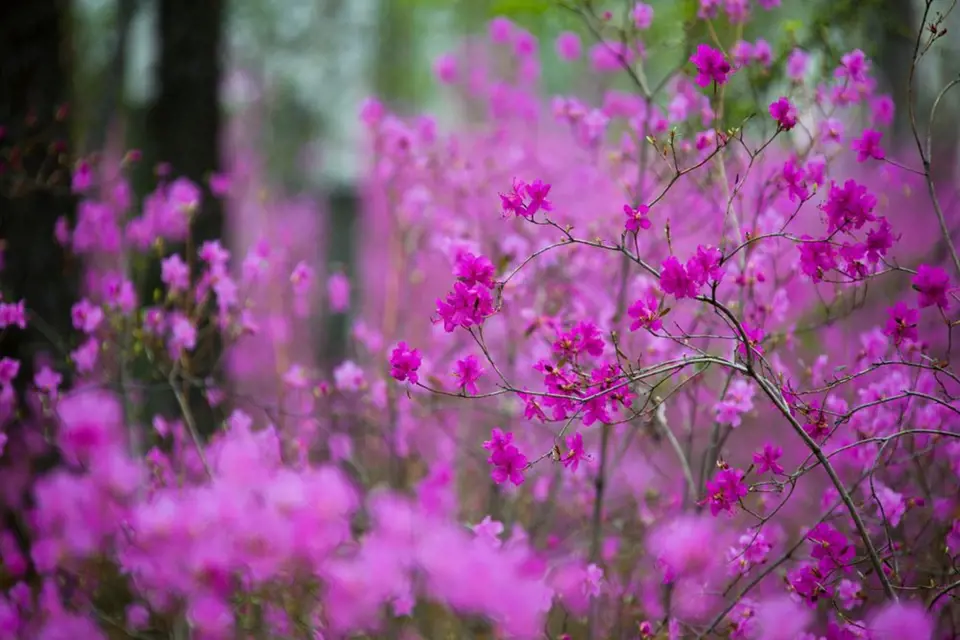 Pěnišník daurský (Rhododendron dauricum) je opadavý a kvete ještě před olistěním