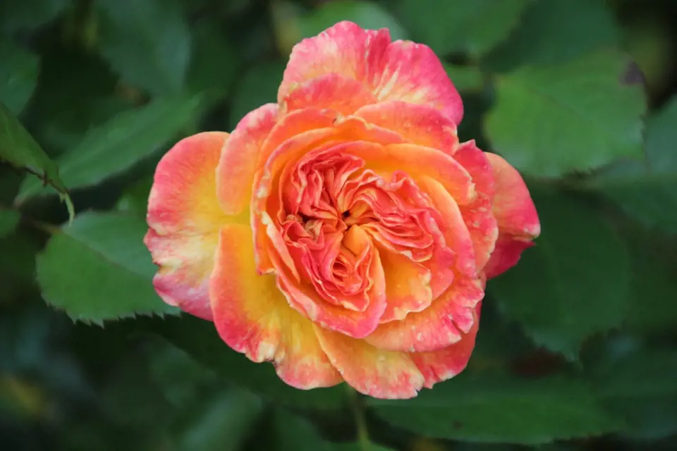 Mnohokvětá růže Gartenspass.