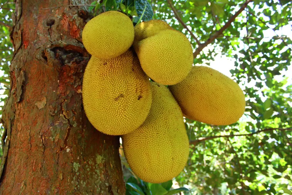 Plodenství jackfruitu roste přímo na kmeni stromu.