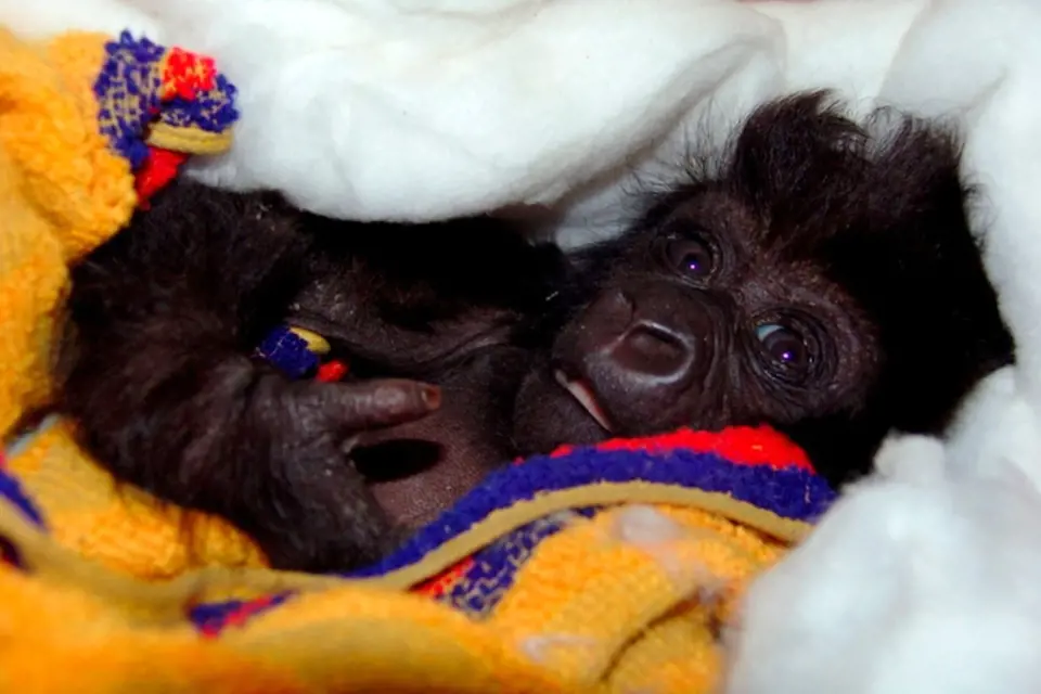 Ndakasi byly dva měsíce, když jí pytláci zabili matku. Gorilí mládě pak skončilo v péči ošetřovatelů v Národním parku Virunga. 