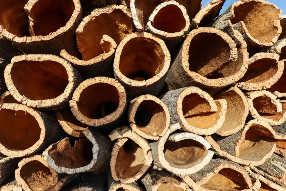 Sklizená korková dubová kůra z kmene korkového dubu (Quercus suber) pro průmyslovou výrobu zátek do lahví vína.