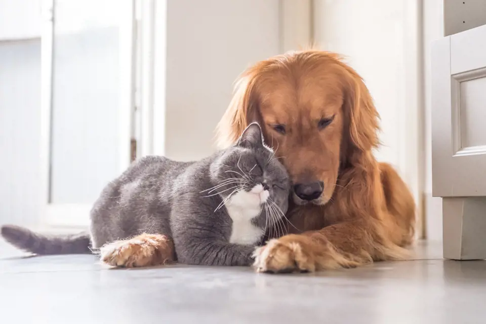Mezi kočkou a psem často vznikne velké přátelství. 