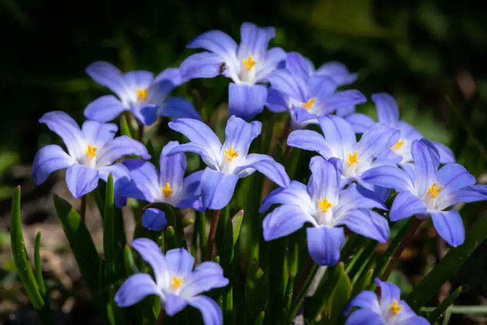 Ladoničky mají květy ve tvaru hvězdiček.