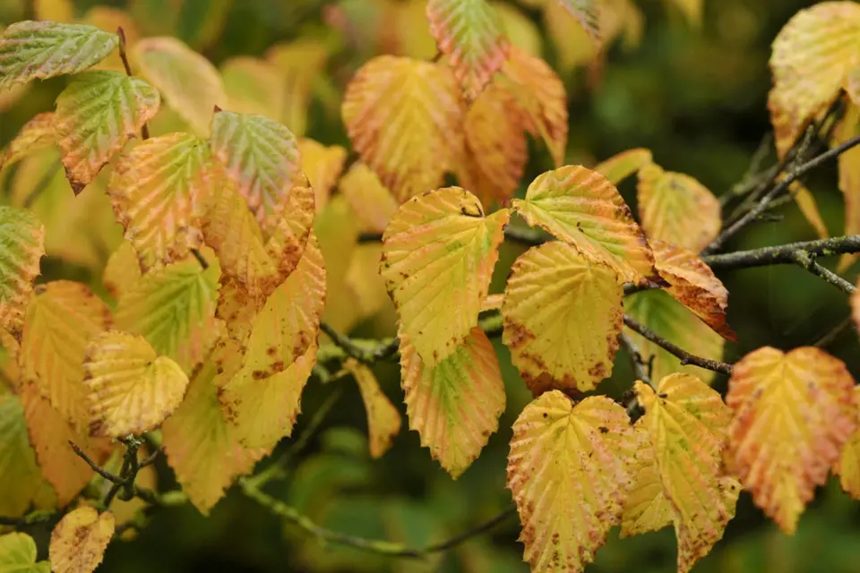 Podzimní zbarvení listů lískovníčku chudokvětého (Corylopsis pauciflora).