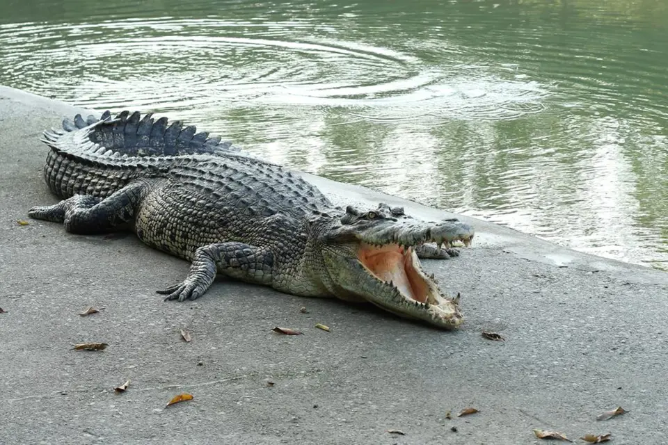 Ilustrační foto - krokodýl