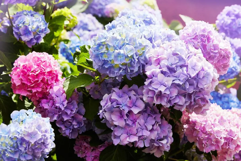 pH půdy či substrátu ovlivňuje barvu květů hortenzie