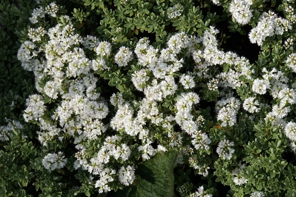 Hebe buchananii kvete množstvím bílých květů.