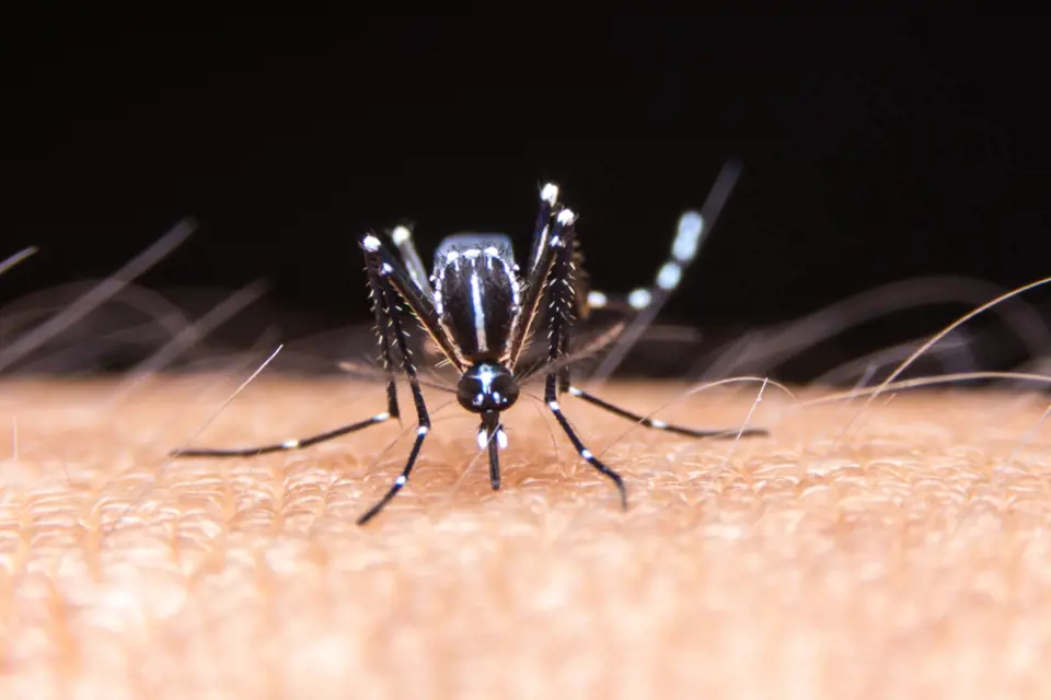 komar tygrovany (Aedes albopictus)