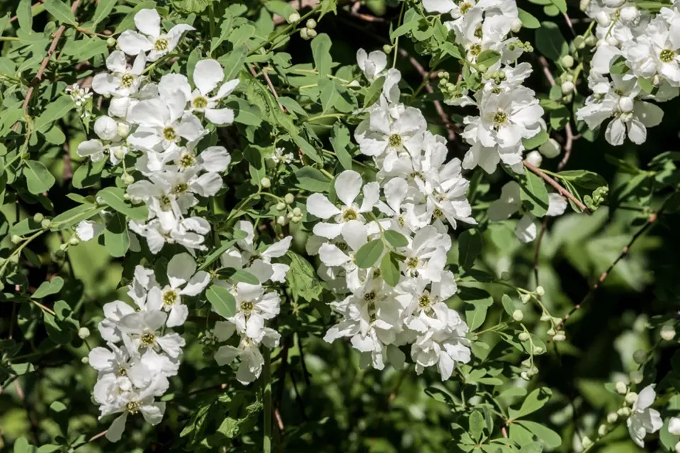 Hroznovec (Exochorda), odrůda The Bride, upoutá množstvím bílých květů.