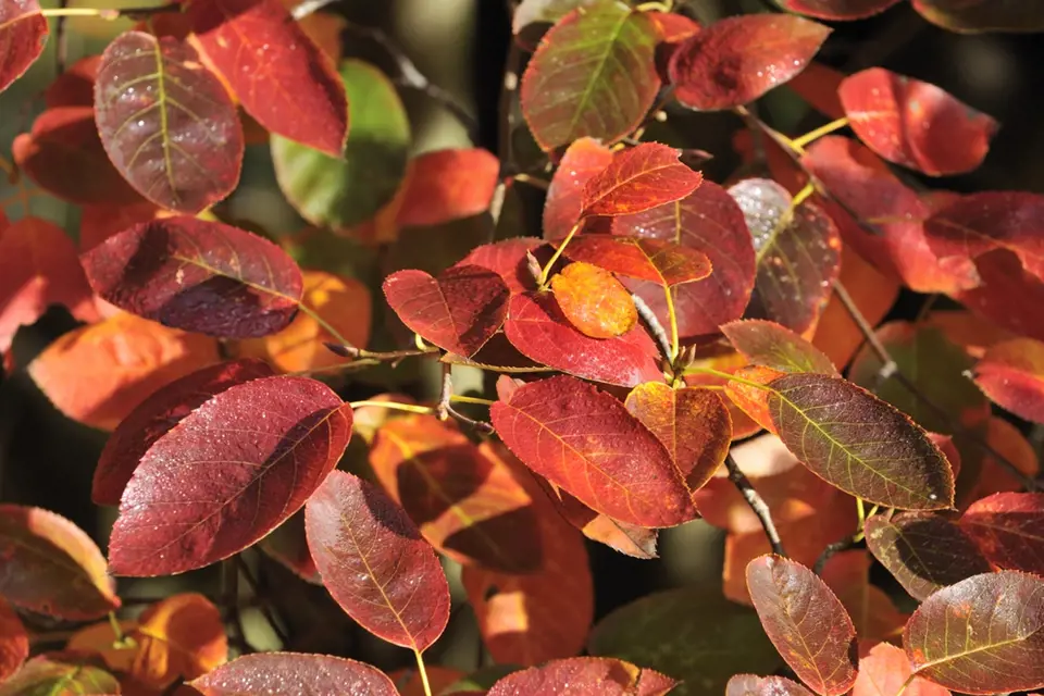 Listy muchovníku dostávají na podzim zajímavé zbarvení. 