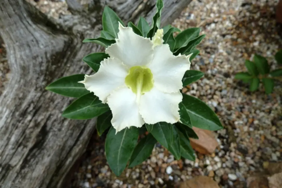 Pouštní růže (Adenium) - bílé květy.