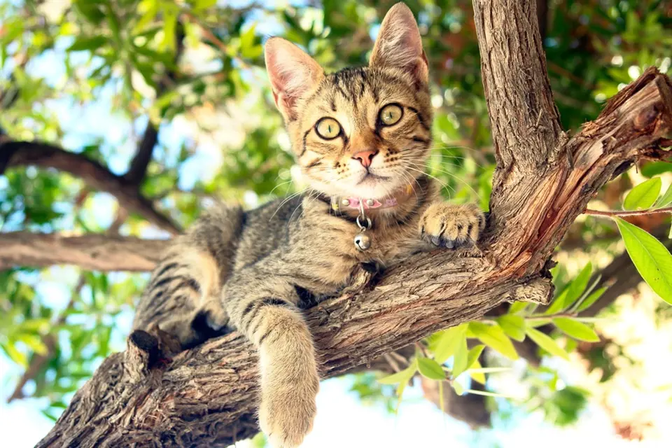 Kočky na zahradách spatříme často v korunách stromů.
