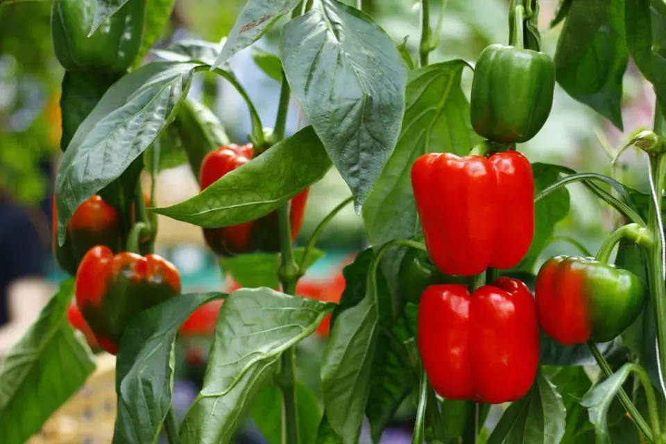 Papriky vyžadují slunce, vodu, výživu a velkoplodé odrůdy i oporu