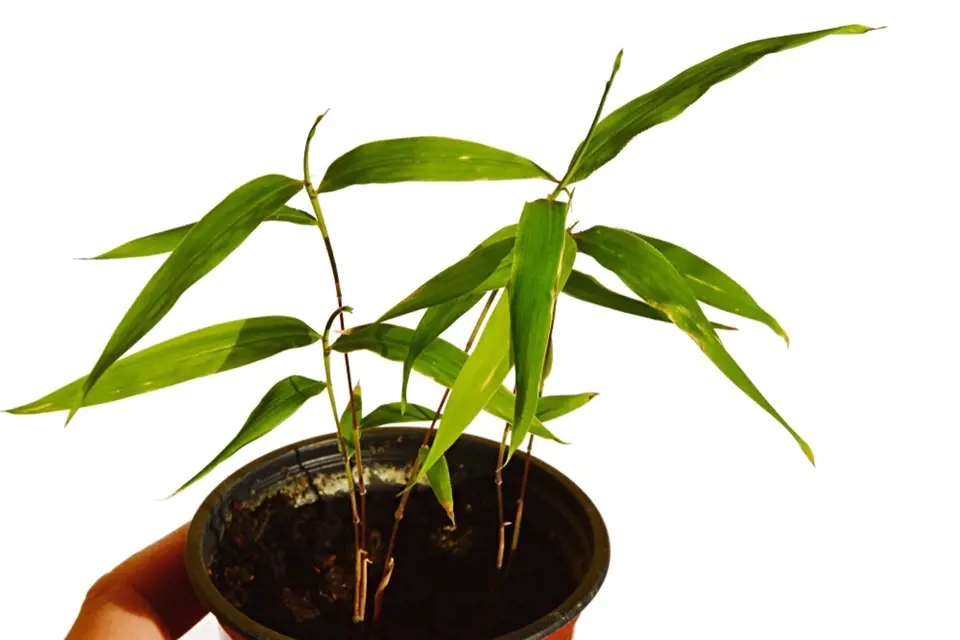 Listoklasec jedlý (Phyllostachys edulis) zvaný též král bambusů.