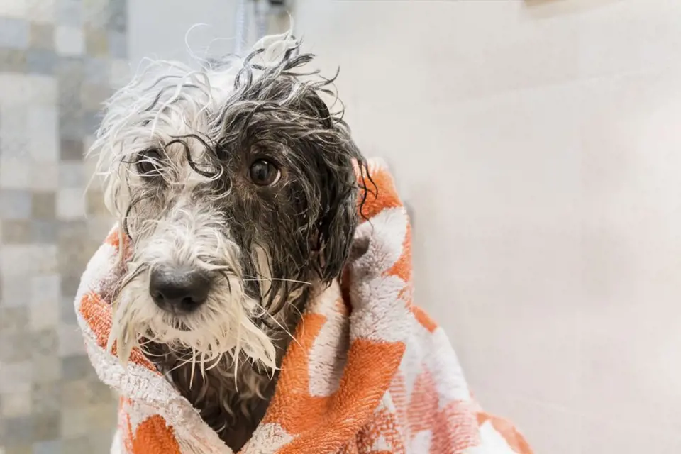 Někteří psi vodu milují, jiní nesnášejí. Koupeme je každopádně ve vlažné vodě, speciálním šamponem pro psy, pak jemně vysušíme a udržujeme v teple