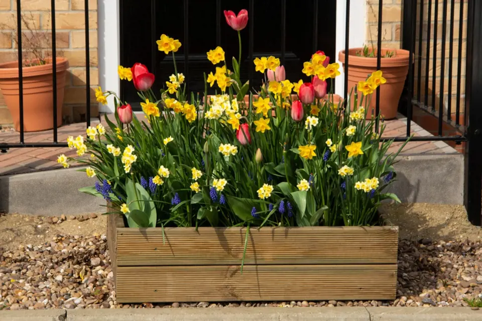 Dřevěný truhlík osázený tulipány, narcisy a modřenci.