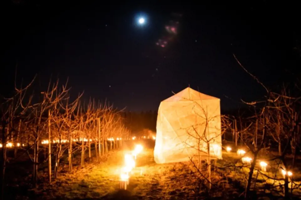 Aby uchránili meruňky před mrazem, zapálili holovouští pěstitelé v sadech svíce.