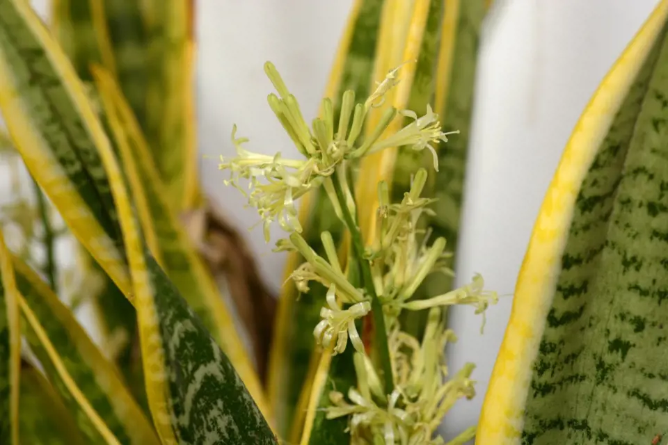 Tenura (Sansevieria trifasciata) má nepříliš atraktivní květy.