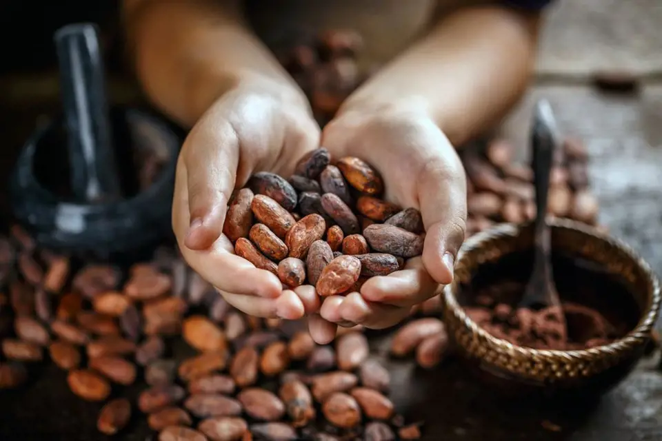 Kakaové boby, semena tropického stromu kakaovníku (Theobroma cacao)