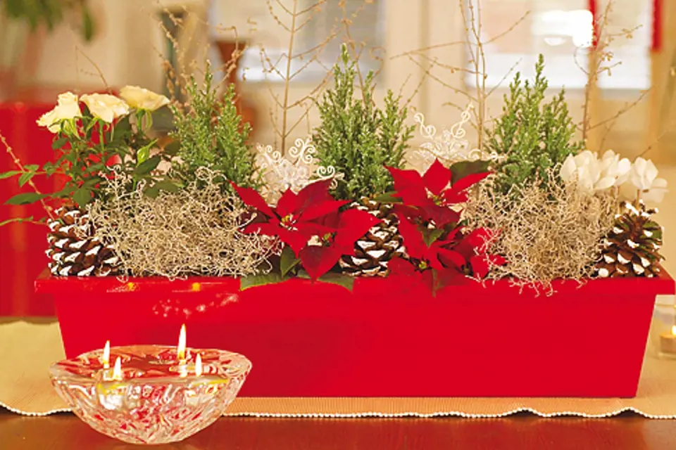 Keříky krásnohlávku vypadají senzačně i v tradiční kompozici s vánočmi hvězdami.