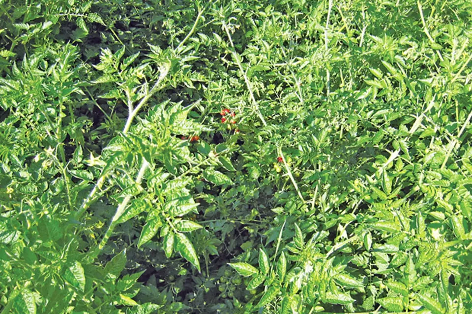 lilek bedrníkolistý - divoké rajče