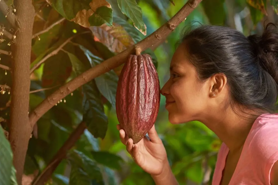 Kakaové boby, tedy semena, jsou mnohem menší než celé sklízené plody