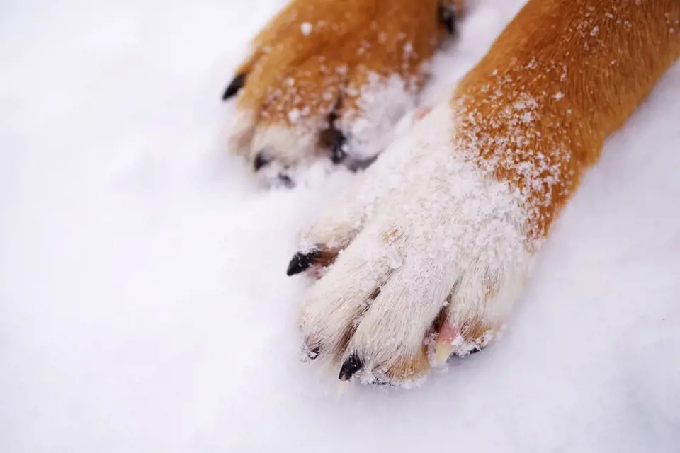 V zimě je důležité pečovat psovi o tlapky. Problémy působí hlavně sůl ve sněhu.