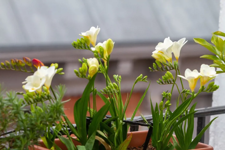 Frézie můžeme pěstovat v truhlíku na balkoně, v zimní zahradě nebo venku na záhoně.
