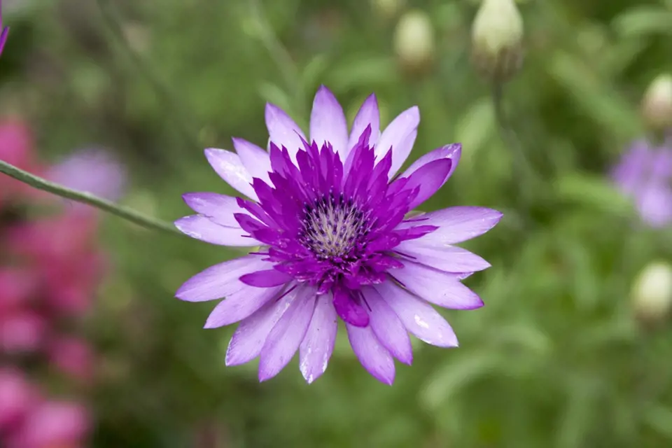 Detail květu suchokvětu ročního (Xeranthemum annuum).