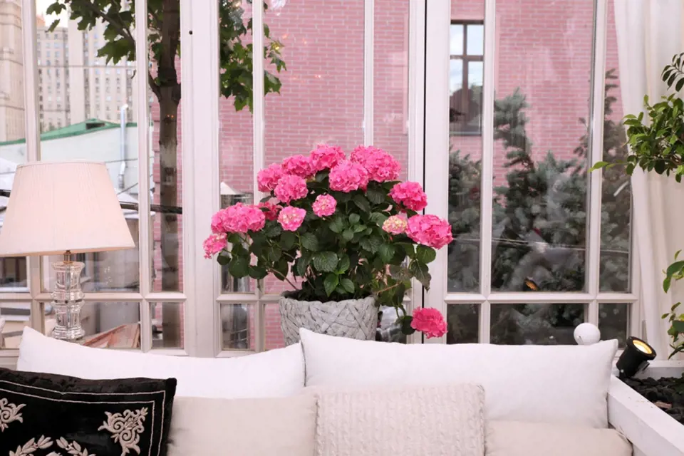 Kvetoucí hortenzie skvěle doladí obývací pokoj.