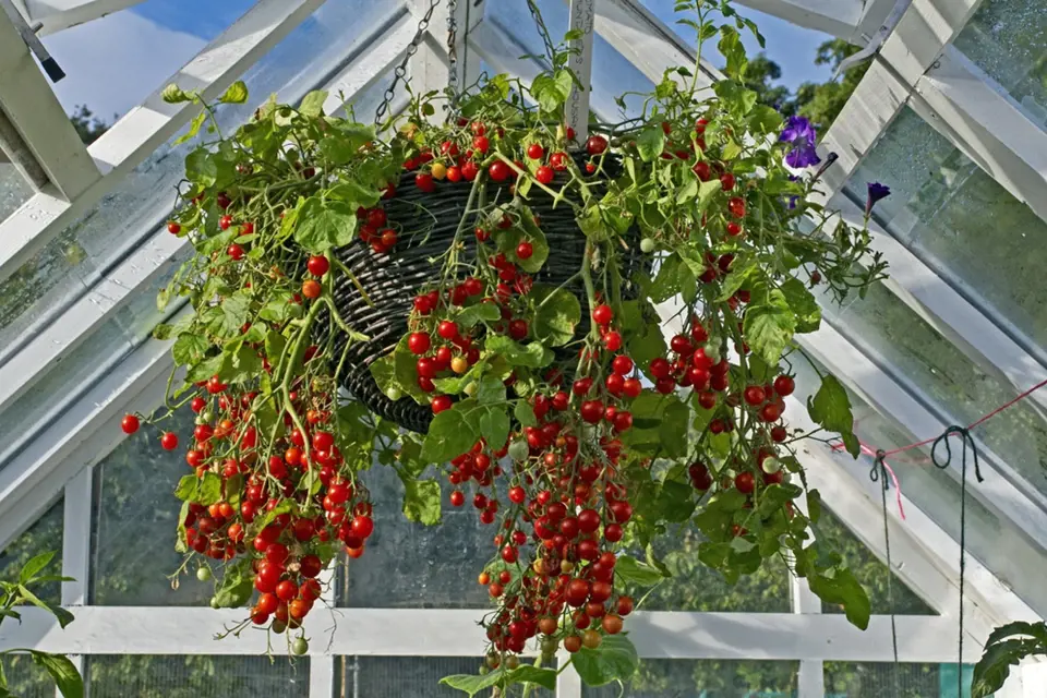 V závěsných koších můžeme pěstovat i některé druhy rajčat.