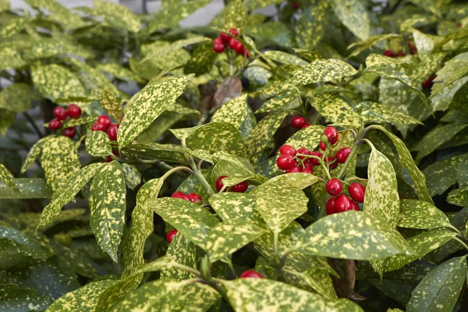 Krásně červené plody na pozadí žíhaných leskle zelenožlutých listů pěkně vyniknou.
