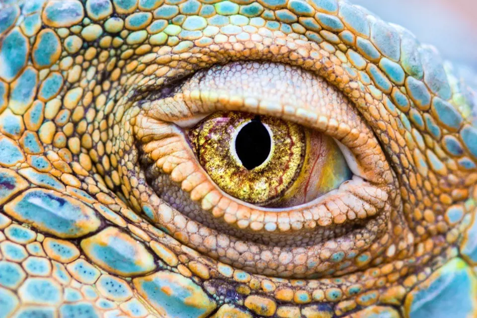 Oko gekona. Zajímavé.