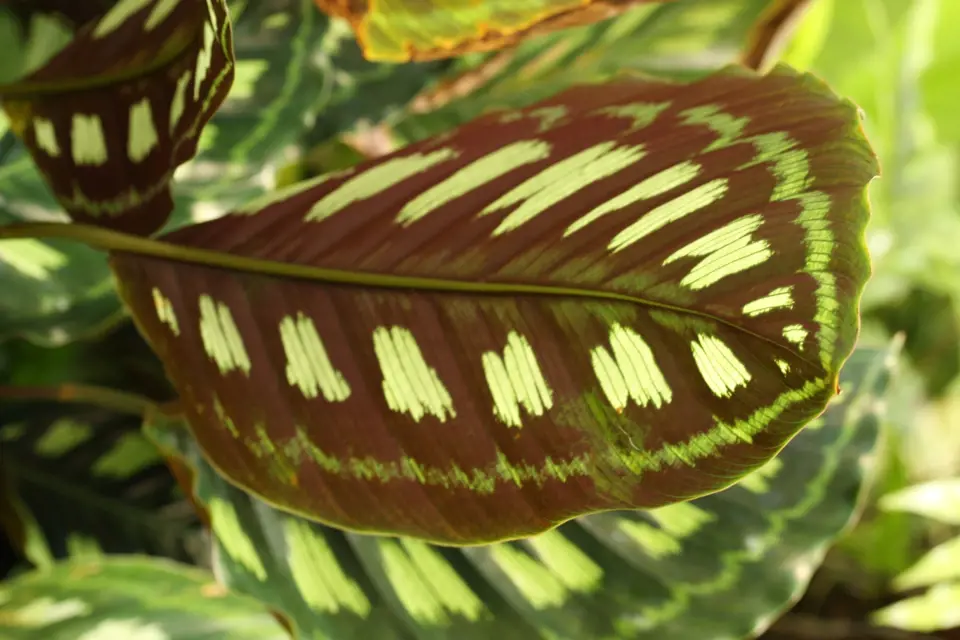 Rub listu druhu Calathea libbyana