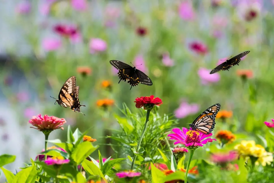 Pokud chcete, aby k vám na zahradu létali motýli, musíte jim nabídnout rostliny a květiny, které jim vyhovují.
