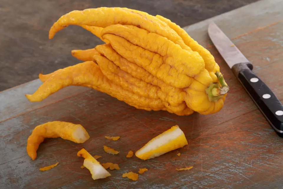 Citrus medica cv. 'Digitata' (buddhova ruka) - velké plody, hrubá kůra, bizarní tvary.